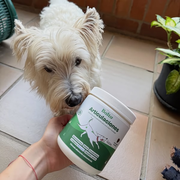 A close-up, first-person perspective shot featuring a person holding a Balto dog joint supplement jar next to a white Westie dog in a home setting.